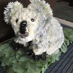 Koala Bear